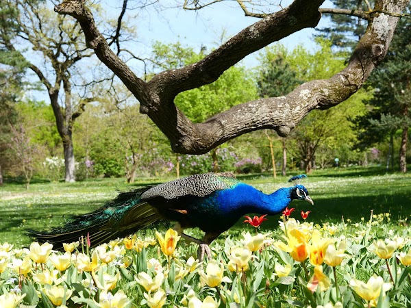 Parc Bagatelle - la Roseraie 4