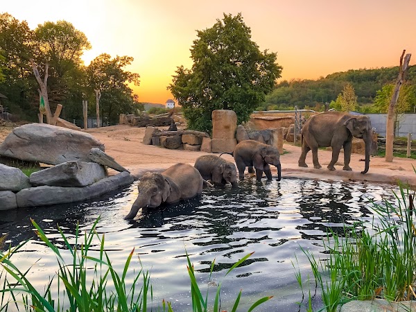 Prague Zoo 5