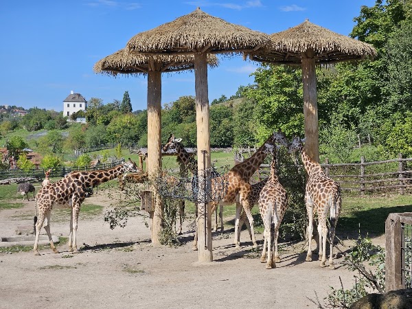 Prague Zoo 4