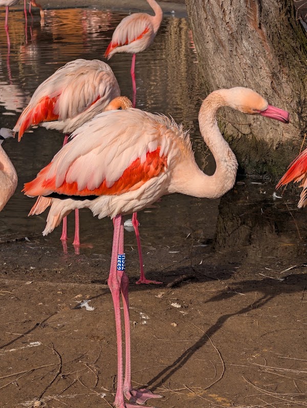 Prague Zoo 2