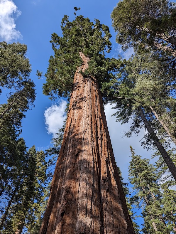 Calaveras Big Trees State Park 1