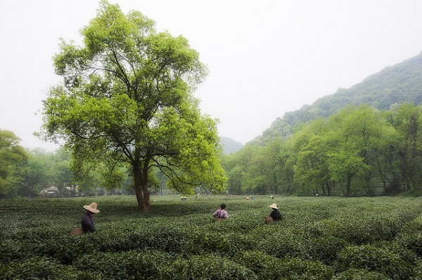 🇨🇳China 5