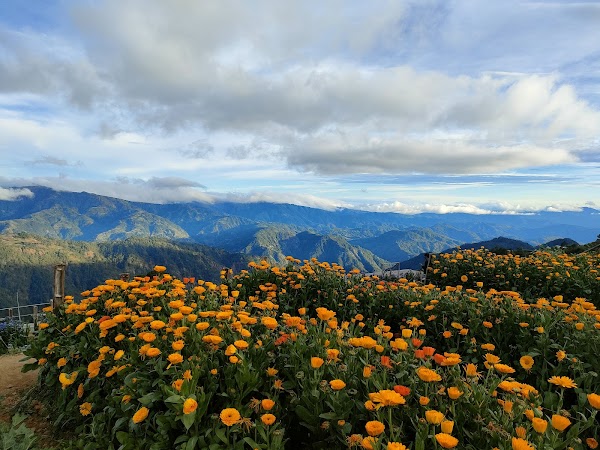 Northern Blossom Flower Farm