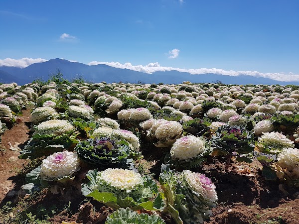 Northern Blossom Flower Farm 5