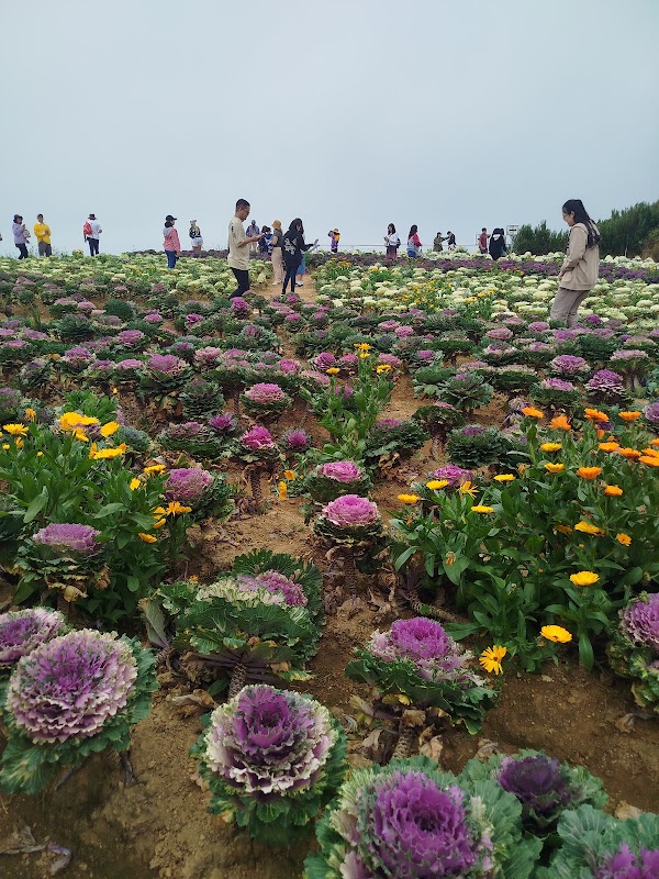 Northern Blossom Flower Farm 4