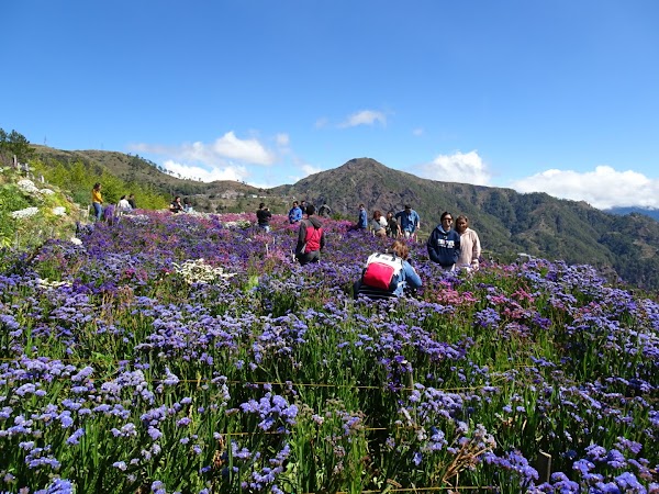 Northern Blossom Flower Farm 3