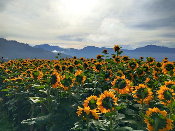 Northern Blossom Flower Farm 2