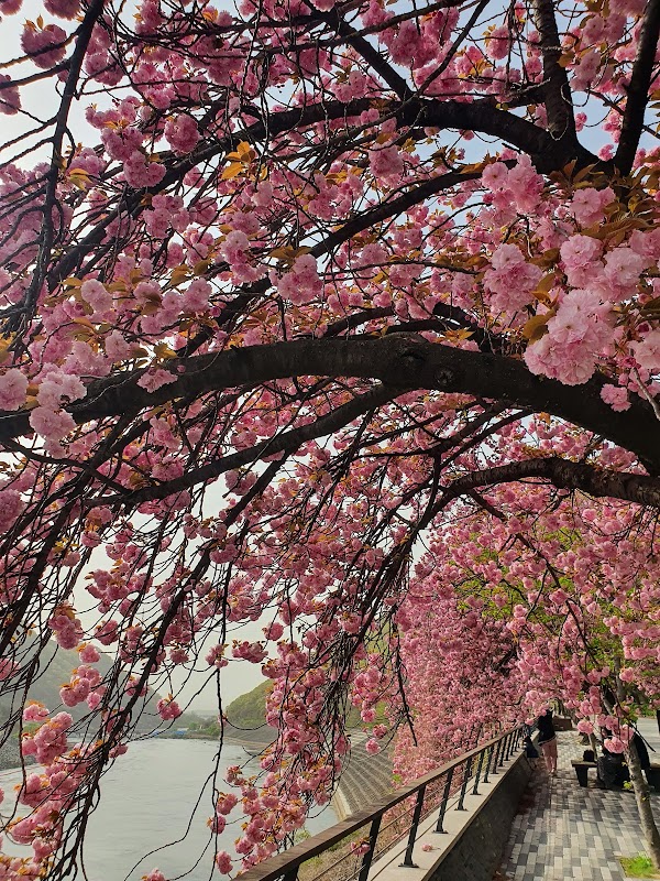 충주댐 벚꽃길