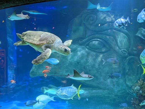 SEA LIFE Orlando Aquarium 3