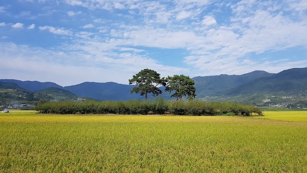 하동 평사리 부부소나무 1
