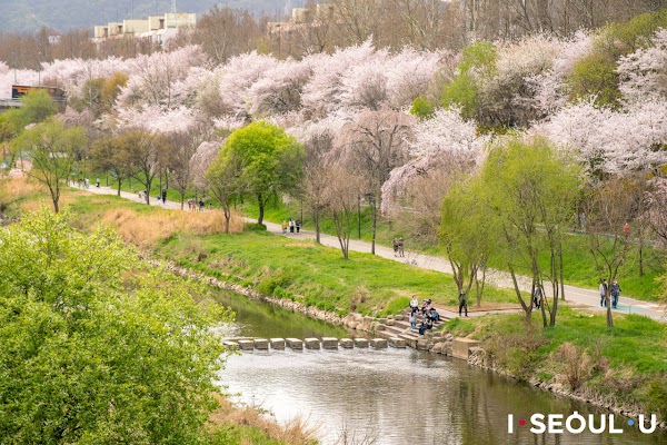 Yangjaecheon Stream 1
