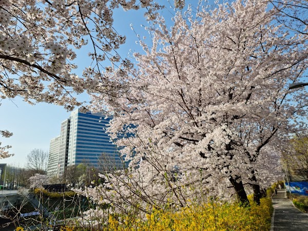 Yangjaecheon Stream 3