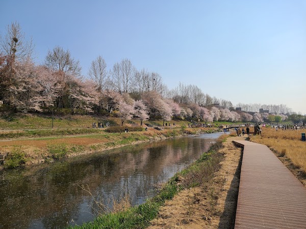 Yangjaecheon Stream 2