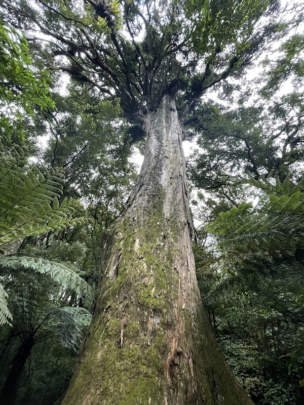 Manawatu Gorge Scenic Reserve 4