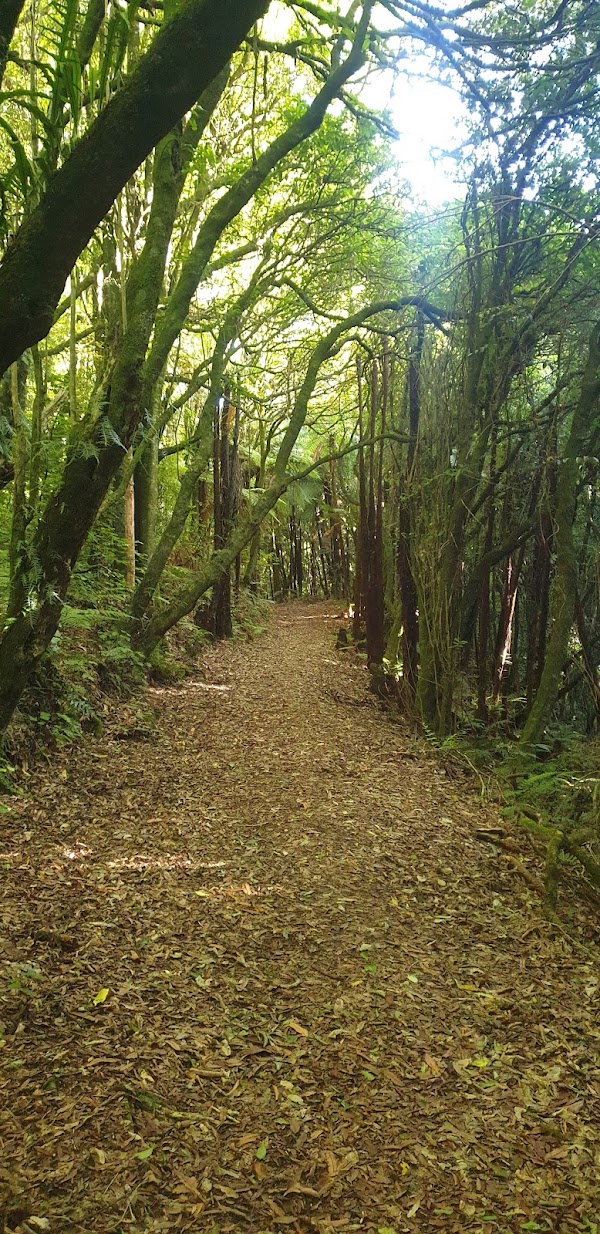 Manawatu Gorge Scenic Reserve 3