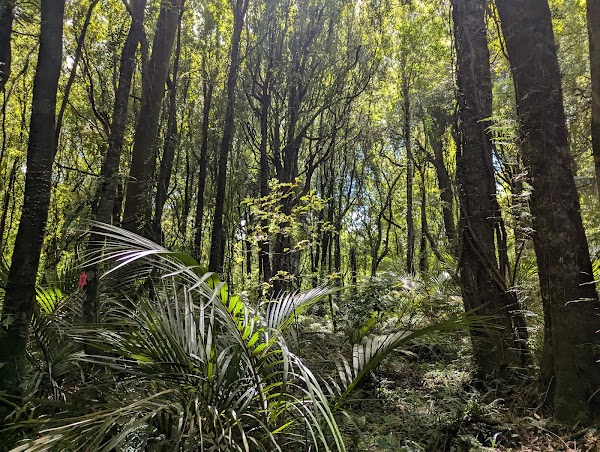 Manawatu Gorge Scenic Reserve 2