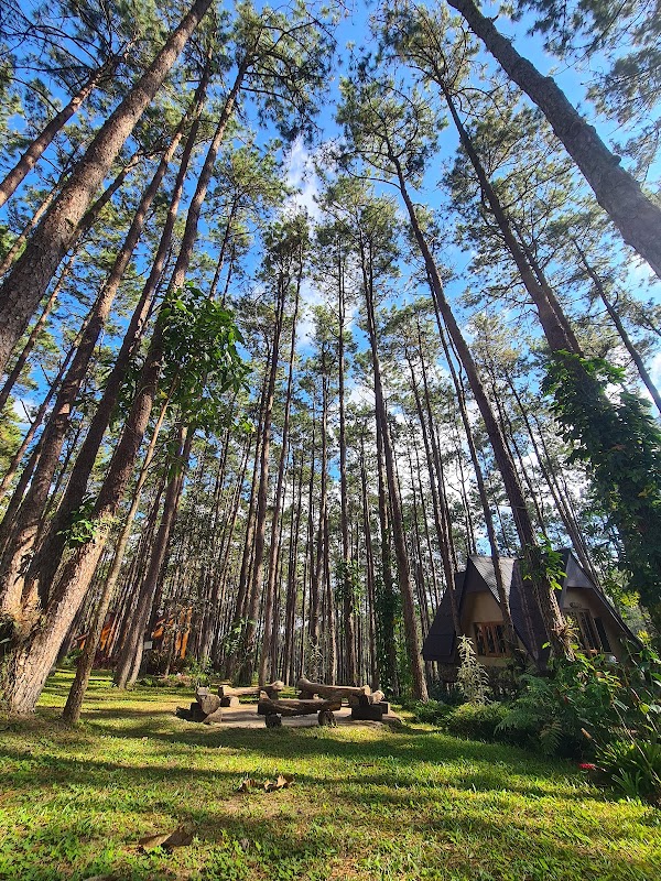 Doi Bo Luang Forest Park Forest 4