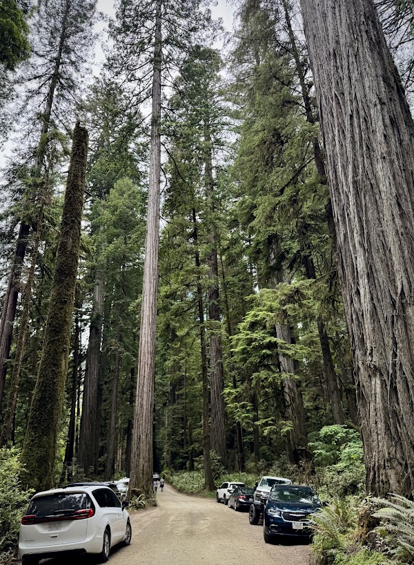 Grove Of Titans Trail 5