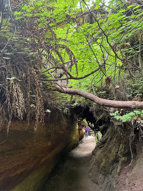 Grove Of Titans Trail 4