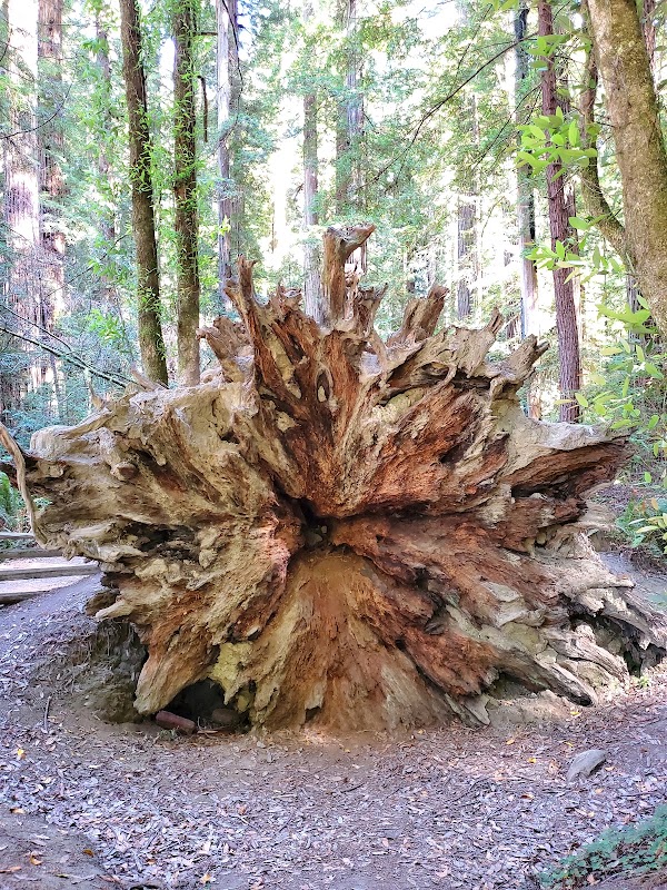 Grove Of Titans Trail 2
