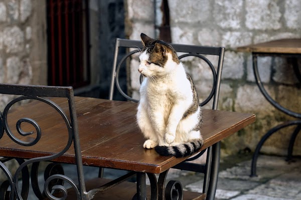 Kotor Old Town View 3