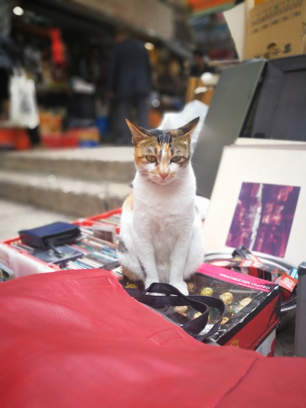 Cat Street 2