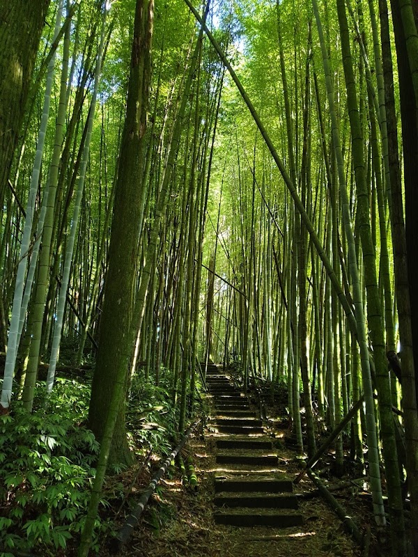 Tea Trail