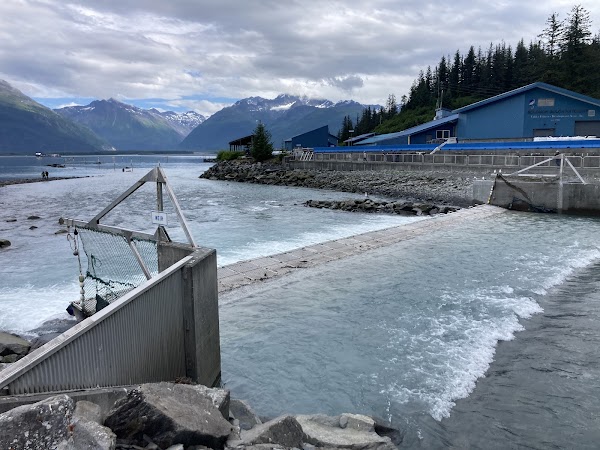 The Solomon Gulch Hatchery 5