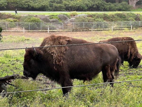 Bison Paddock 1