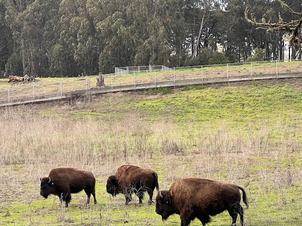 Bison Paddock 5