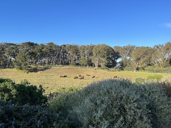 Bison Paddock 4
