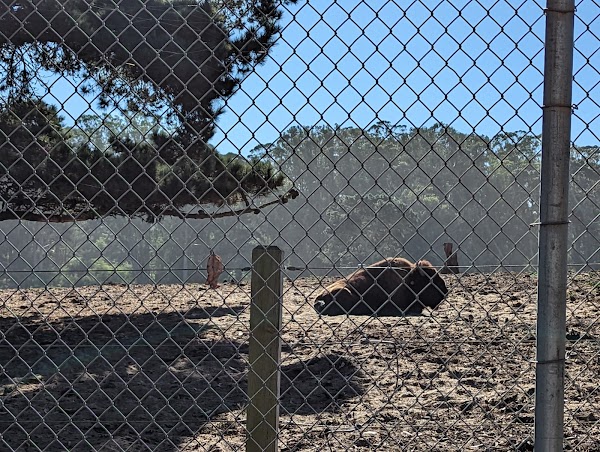 Bison Paddock 2