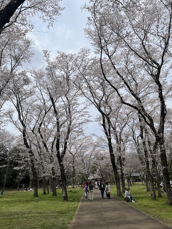 Sakura Castle Ruins Park 5