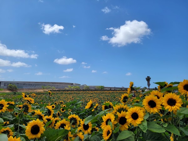 Hana Field by Tanaka Farms