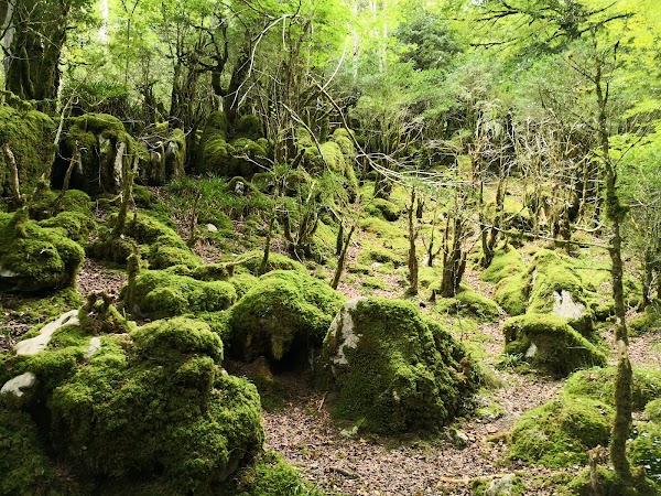 Selva de Irati 3