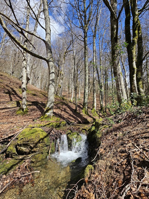 Selva de Irati 2
