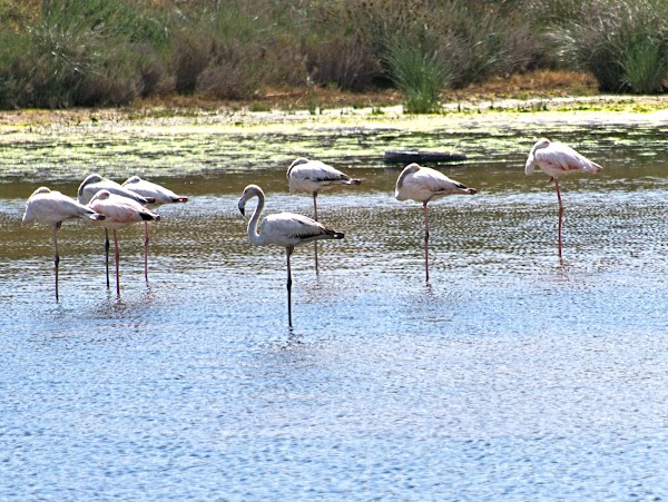 Salinas do Forte do Rato 3