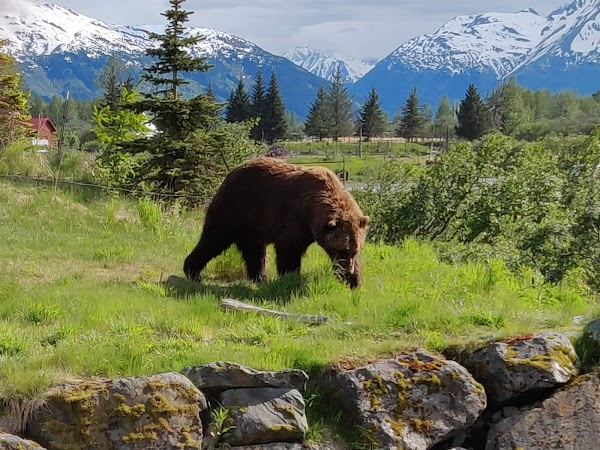 Chugach National Forest 4