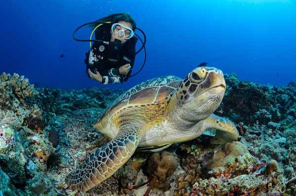 Black Turtle Dive Koh Tao 1