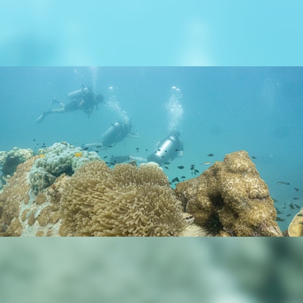 Black Turtle Dive Koh Tao 3