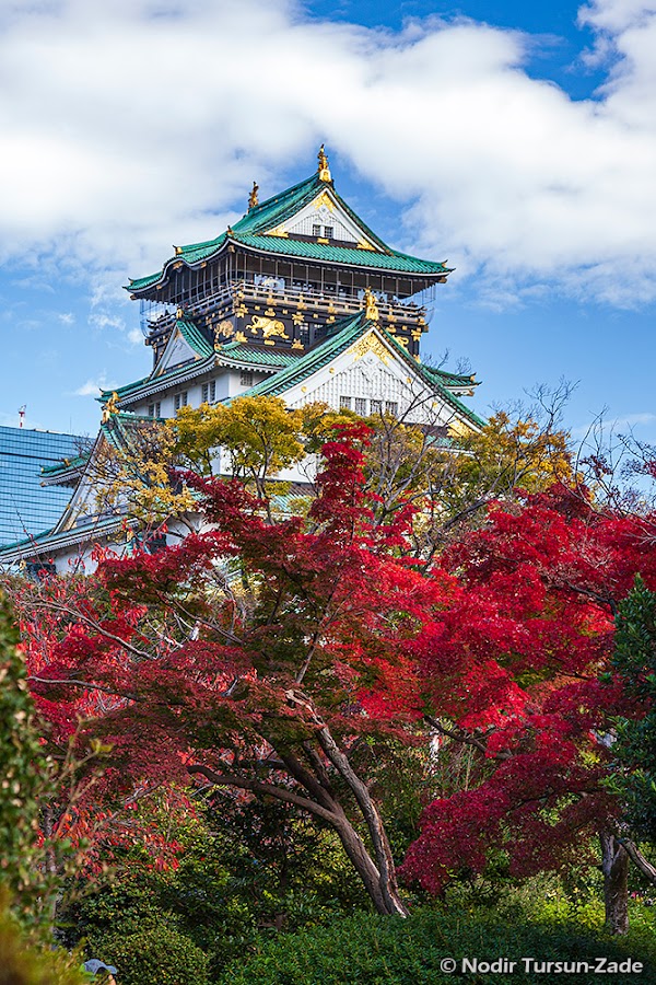 Japanese garden 1
