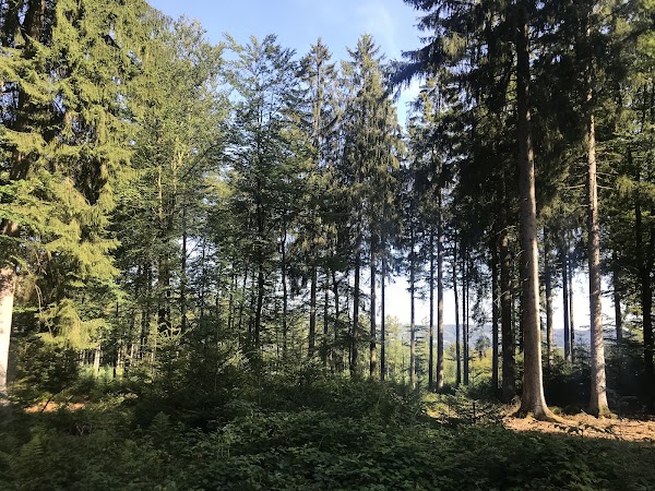 Forêt Domaniale du Grand Bois