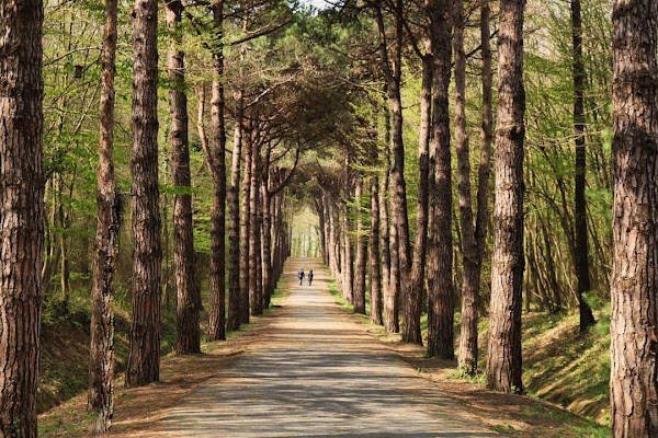 Ataturk Arboretum 4