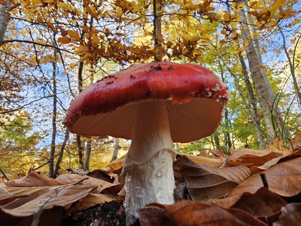 Thetford Forest 3