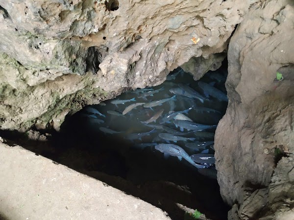 ถ้ำปลา Tham Pla (Fish Cave)
