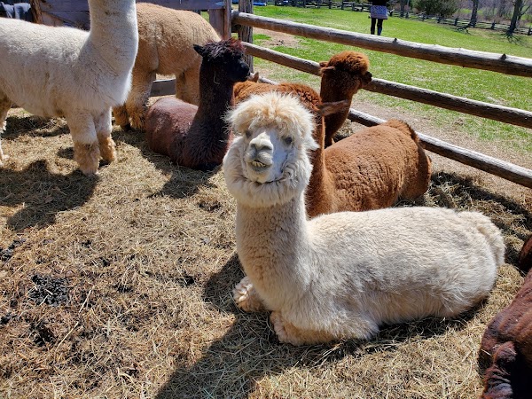 Wanderlight Alpaca Experience