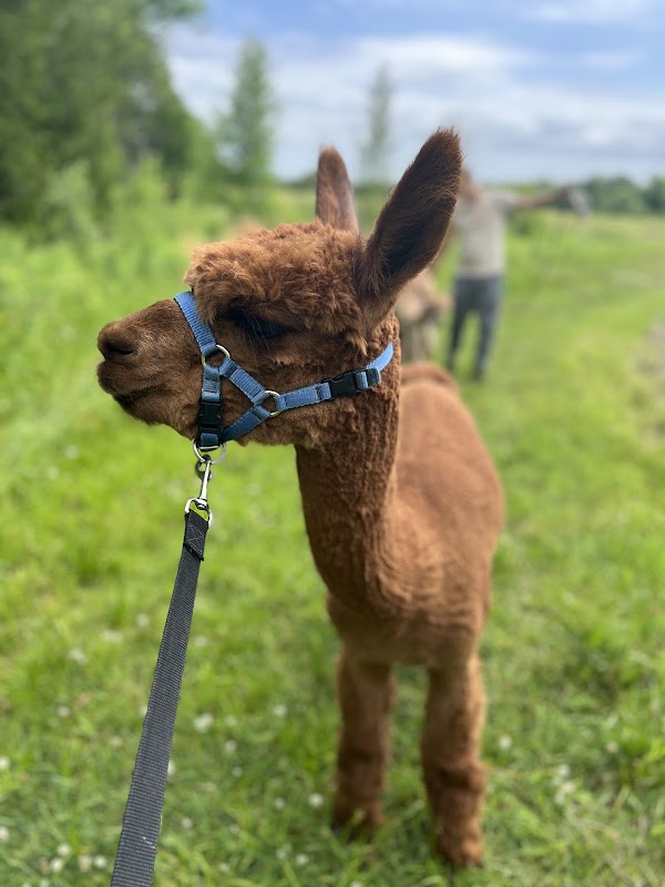 Wanderlight Alpaca Experience 5