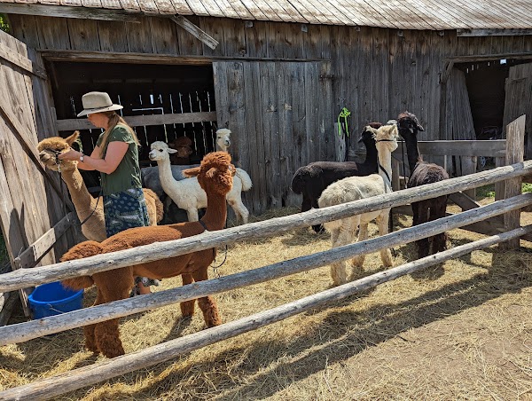 Wanderlight Alpaca Experience 3