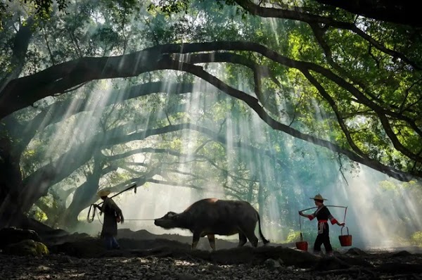 Chine
