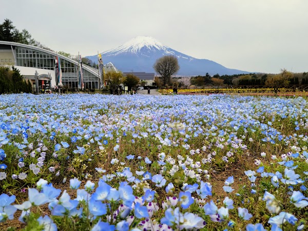 Yamanakako Hana no Miyako Park 5